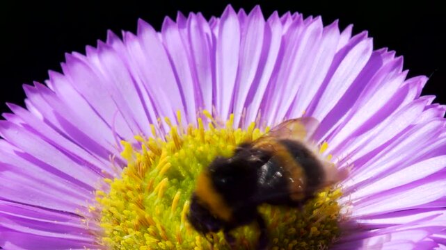 White-tailed Bumblebee (Bombus lucorum) on pink flower, Devon, England, United Kingdom