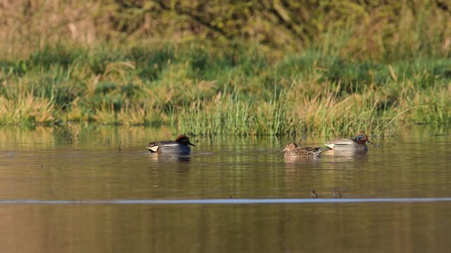 Eurasian Teal, Anas crecca, birds in spring courtship on marshes