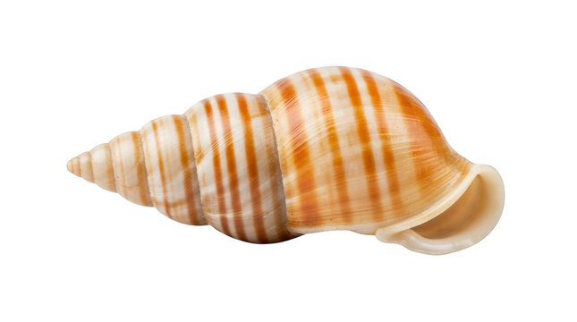 Beautiful sea snail shell isolated on transparent background