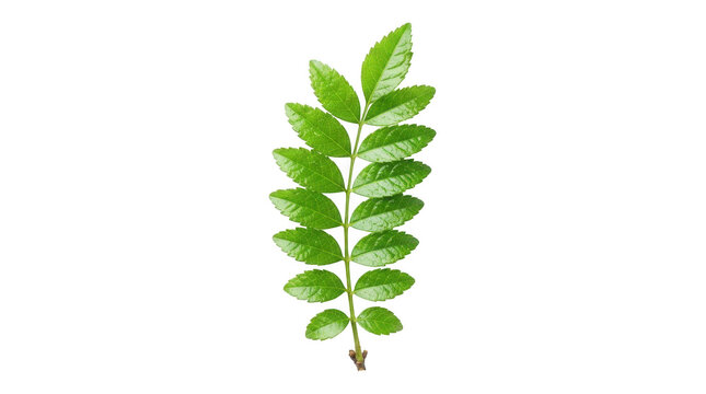 Fresh green rowan leaf isolated on transparent background