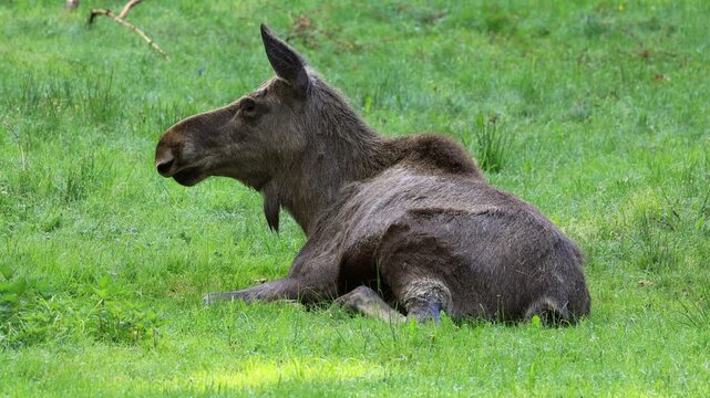 Elk (Alces alces), adult, female, sitting, meadow, resting, captive, enclosure zone Bavarian Forest, Germany