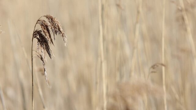Reeds in the reed belt sway in the wind