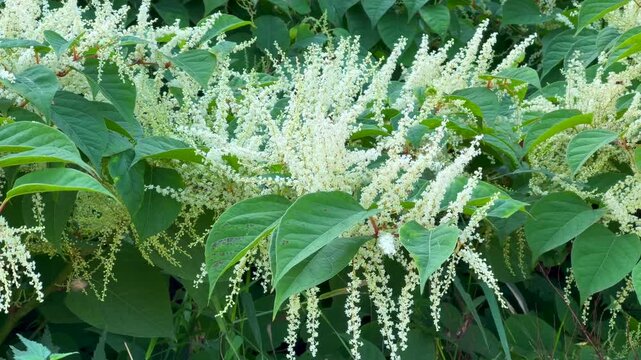 Flowering Japanese Knotweed (Fallopia Japonica), an invasive piece in a forest clearing in Ystad, Scania, Sweden, Scandinavia