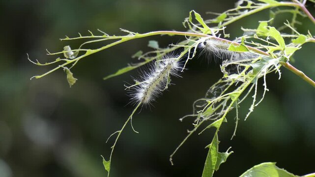 Two hairy white fall webworm caterpillars eating leaves on branch with green background bokeh, 4K