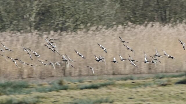 Eurasian Wigeon, Mareca penelope, birds in flight over winter marshes