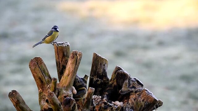 Blue tits eat peanuts in winter, Schleswig-Holstein, Germany