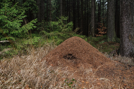 Large anthill in spruce forest in Brdy Czech Republic