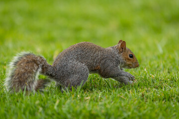 A Smith's bush squirrel (Paraxerus cepapi) foraging for food in a park © Tyrone