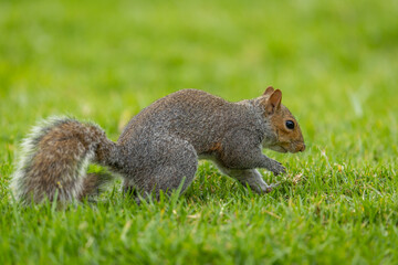 A Smith's bush squirrel (Paraxerus cepapi) foraging for food in a park © Tyrone
