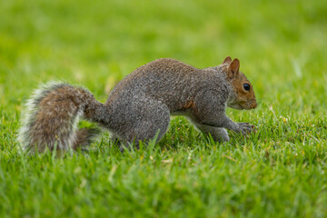 A Smith's bush squirrel (Paraxerus cepapi) foraging for food in a park © Tyrone