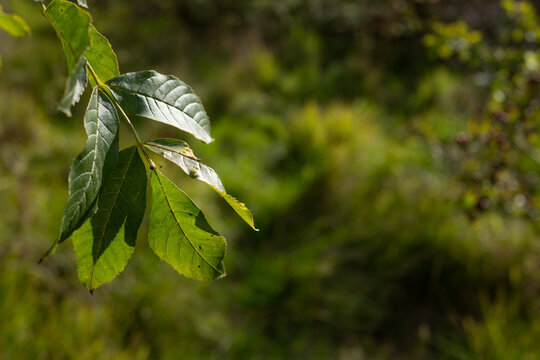 Green leaves with copy space 