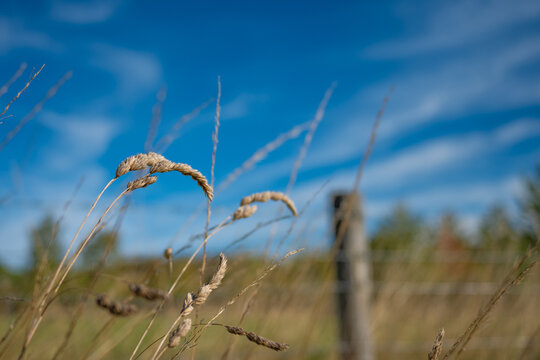 Field of dry grass with blue sky 