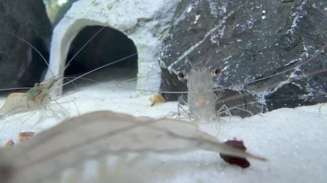 White Shrimp Feeding on Aquaculture Feed
