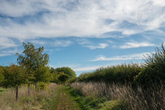 Green fields and trees with blue  sky