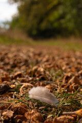 Downy feather in dry leaves in the forest © PhotoSteve