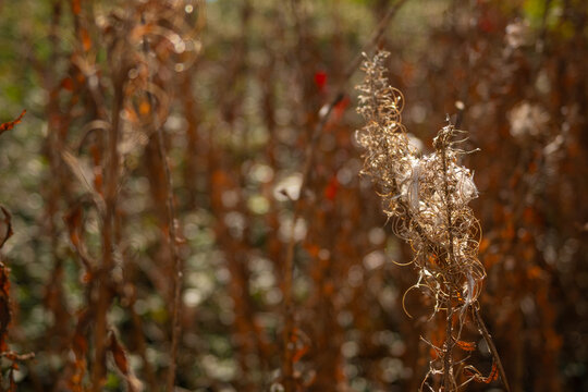 Dry plants and grass in autumn 