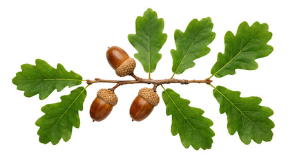 Beautiful detailed oak tree branch featuring green leaves and ripe brown acorns on transparent background © PNGHill