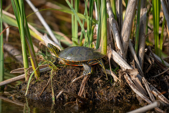 A painted turtle rests on a muddy bank surrounded by reeds and water.