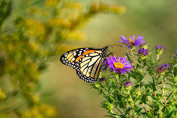 A monarch butterfly rests on a purple aster flower. © Justin Mueller