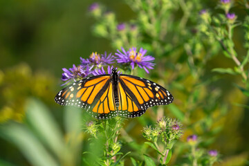 A monarch butterfly rests on purple flowers in a field of green. © Justin Mueller