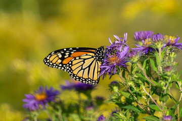 A monarch butterfly rests on a purple aster flower with a blurred yellow and green background. © Justin Mueller