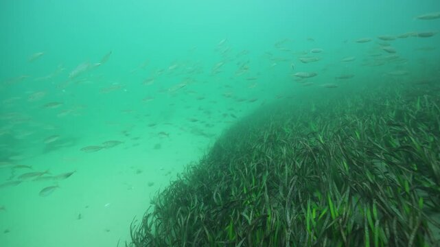 School of Small Fish Swimming Above an Underwater Seagrass Meadow