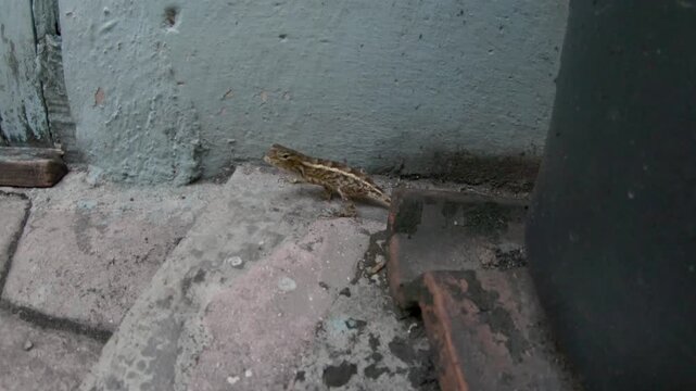 Small Garden Lizard Crawling on Concrete Steps Near Potted Plant
