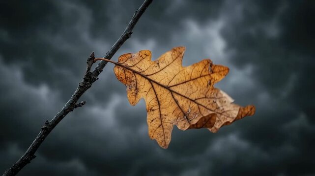 Lone dry brown oak leaf on bare twig fluttering in wind gusts against dramatic storm clouds