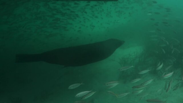 Sea lion swimming underwater near a boat over a seagrass seabed with s
