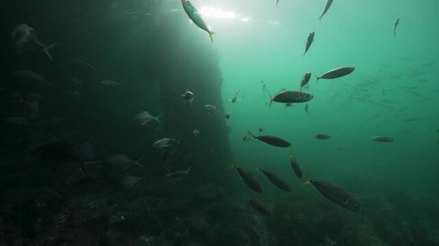 School of Fish Swimming Beside a Rocky Underwater Reef Wall