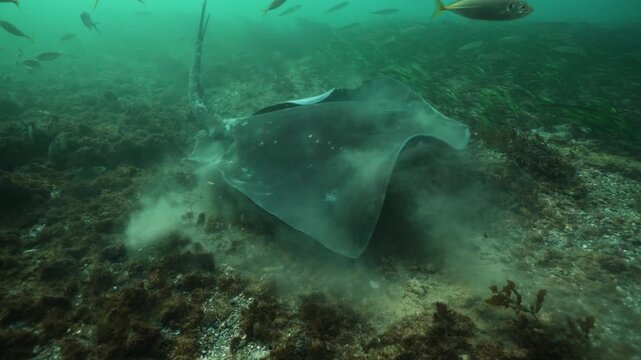 Stingray gliding over an algae-covered seabed underwater