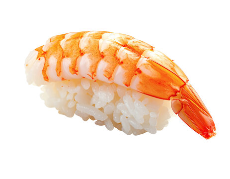 Fresh nigiri sushi piece with cooked prawn and white rice served for traditional japanese lunch menu on transparent background