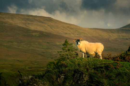 Sheep stands alone atop grassy hillside under dramatic sky. Golden light highlights wooly coat and alert posture. Hills stretch into distance with moody clouds above. Scene exudes calmness, solitude, 