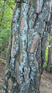 Outer bark of a pine tree