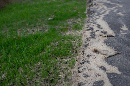 Hydroseeded grass sprouting on roadside slope and winding trail for erosion control