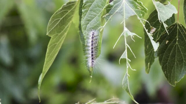 Hairy white fall webworm caterpillar on mulberry tree leaf with green background bokeh, 4K