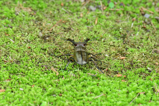 地面に下りたミヤマクワガタの後ろ姿