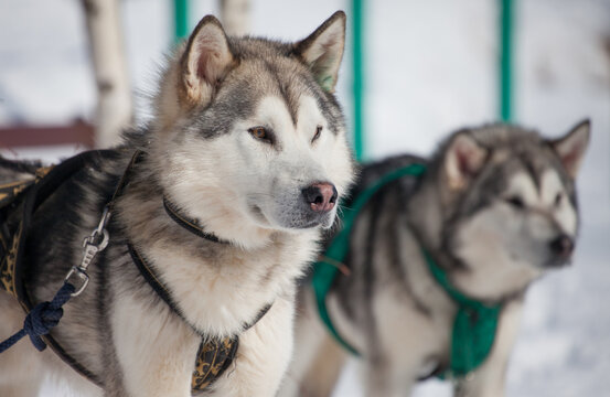 Siberian husky dogs in a snowy winter landscape