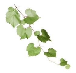 Fototapeta premium Grape branch with leaves isolated on white