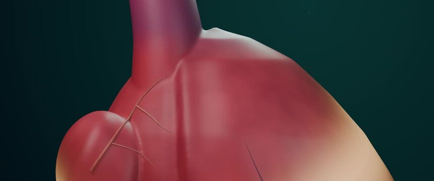 Cinematic SVC to right atrium glide revealing sinus node activation