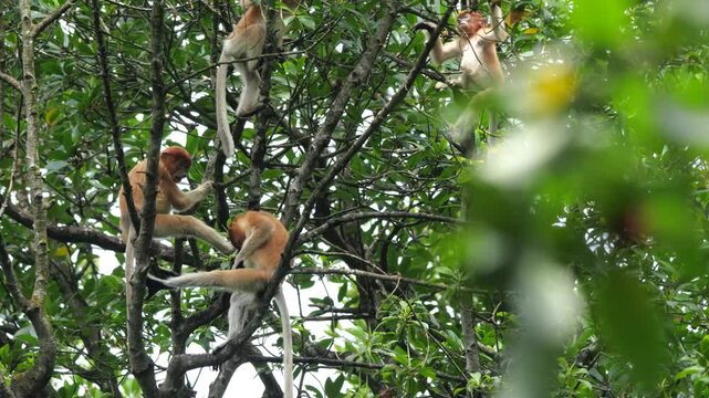 Baby Proboscis Monkey playing. The proboscis monkey (Nasalis larvatus) or long-nosed monkey is an arboreal Old World monkey with an unusually large nose, a reddish-brown skin color and a long tail.