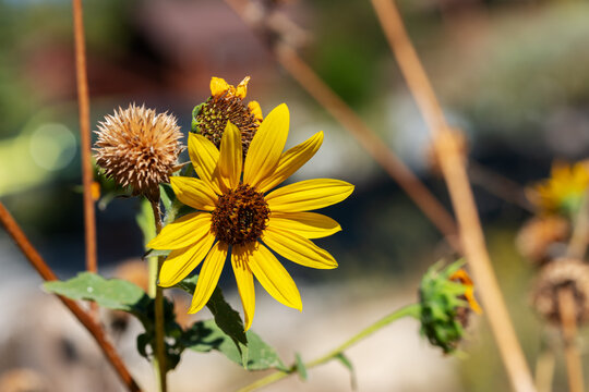 Close Up of Yellow Prairie Sunflower in Natural Setting