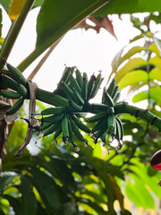 Close up of banana bunch © taffpixture