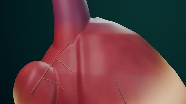 SVC atrial junction discovery with embedded sinoatrial activation
