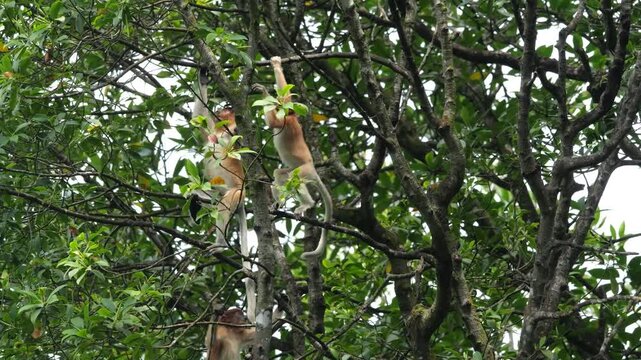 Baby Proboscis Monkey playing. The proboscis monkey (Nasalis larvatus) or long-nosed monkey is an arboreal Old World monkey with an unusually large nose, a reddish-brown skin color and a long tail.