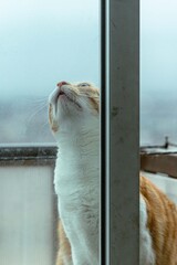 cat on the window © cristian