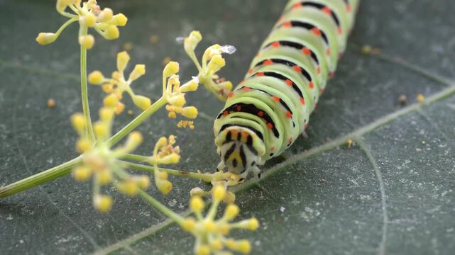 Caterpillar worm green Papilio machaon