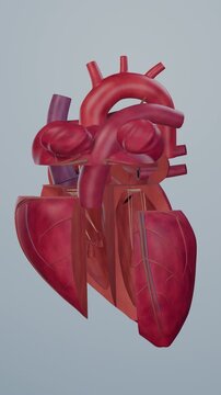 Human heart chamber reveal with septum and valve anatomy