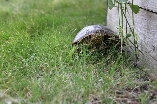  Painted turtle (Chrysemys picta) in the grass on a summer day