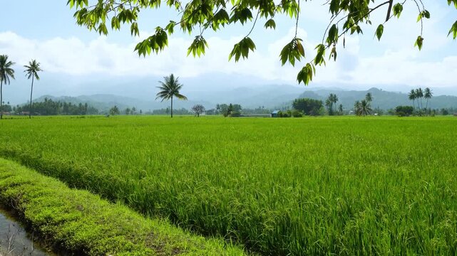 Expansive Rice Paddy Under Blue Sky